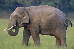 Indian / Asian Elephant (Tusker), Corbett National Park, India