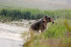 Indian / Asian Elephant (Tusker) climbing uphill