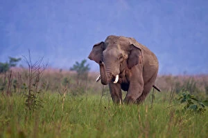 Body Gallery: Indian Asian Elephant, Tusker in the grassland
