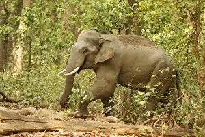 Images Dated 16th May 2008: Indian / Asian Elephant (Tusker) in the Sal forest