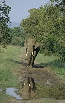 Indian / Asian Elephant - Tusker on the track, Corbett National Park, India