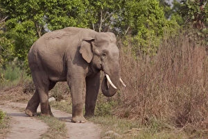 Indian Asian Elephant, tusker on the track, Corbett