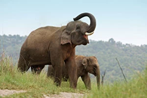 Indian / Asian Elephant - using trunk to throw grass on back