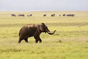 Corbett Np Prints: Indian / Asian Elephant wandering away from its herd Corbett National Park, India