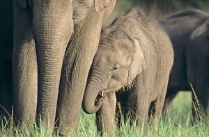 Indian / Asian Elephant and young one