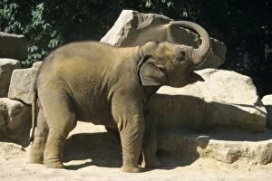 Indian / Asian Elephant - young animal blowing sand through trunk
