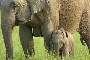Corbett Np Prints: Indian / Asian Elephant - with young calf Corbett National Park, Uttaranchal, India