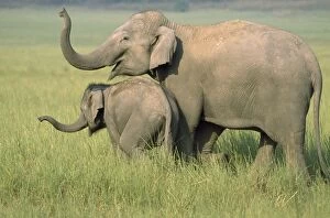 Indian / Asian ELEPHANT - With young, catching the scent
