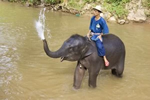 Images Dated 17th November 2005: Indian / Asian Elephant - Young elephant with its