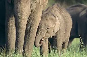 Indian / Asian Elephant and young one, Corbett National Park, India