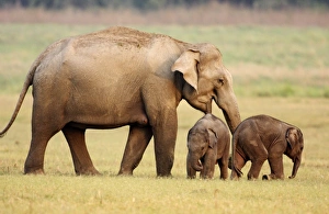 Images Dated 14th May 2008: Indian / Asian Elephant & young ones