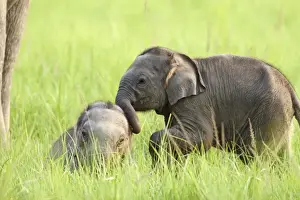 Indian / Asian Elephant - young playing Corbett National Park, Uttaranchal, India
