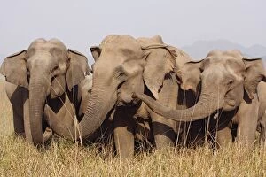 Images Dated 11th May 2008: Indian / Asian Elephants
