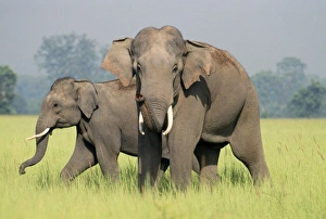Images Dated 27th April 2007: Indian / Asian Elephants - adult and calf catching the scent Corbett National Park, India