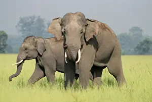 Indian / Asian Elephants - adult and calf catching the scent Corbett National Park, India