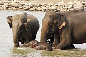 Images Dated 14th May 2008: Indian / Asian Elephants - Adults & young one in the river Ramganga