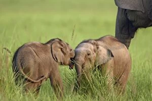 Images Dated 17th May 2007: Indian / Asian Elephants two calves playing Corbett National Park, Uttaranchal, India