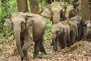 Elephants Collection: Indian / Asian Elephants coming out of Sal forest, Corbett National Park, India