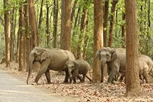 Indian / Asian Elephants coming out of Sal forest