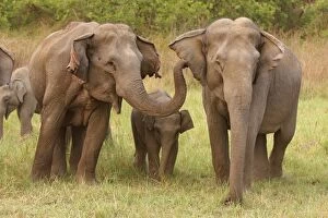 Indian / Asian Elephants communicating