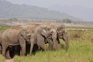 Indian Asian Elephants, Corbett National Park, India