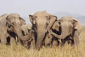 Elephant Prints: Indian / Asian Elephants, Corbett National Park, India
