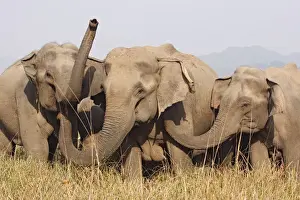 Indian / Asian Elephants - Corbett National Park - India