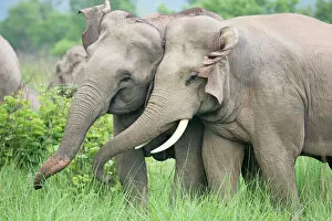 Images Dated 11th June 2008: Indian / Asian Elephants courting