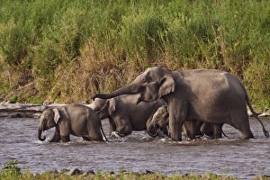 Indian Asian Elephants, crossing the river Ramganga