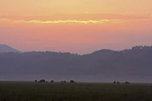 Indian / Asian Elephants at dusk