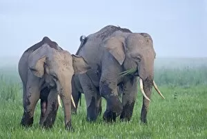 Indian / Asian Elephants feeding at dusk