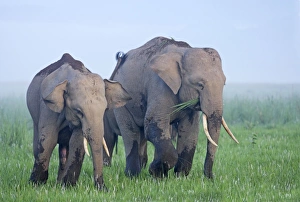 Images Dated 11th June 2008: Indian / Asian Elephants feeding at dusk