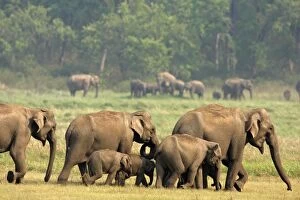 Images Dated 14th May 2008: Indian / Asian Elephants - herd on the move