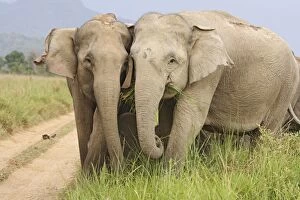 Images Dated 16th May 2007: Indian / Asian Elephants - herd Corbett National Park, Uttaranchal, India