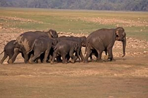 Indian / Asian Elephants - Herd going back from the river Ramganga