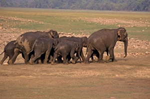 Indian / Asian Elephants - Herd going back from the river Ramganga Indian / Asian Elephants - Herd going back from the river Ramganga