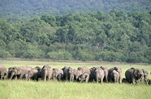 Indian / Asian Elephants herd in the meadows