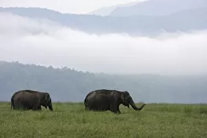 Indian / Asian Elephants at Himalayan foothills