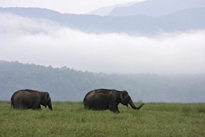 Images Dated 9th June 2008: Indian / Asian Elephants at Himalayan foothills