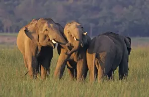 Indian / Asian Elephants at play, Corbett National Park, India