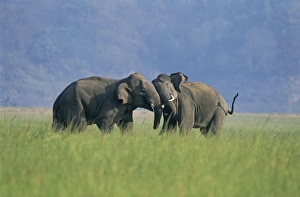 Indian / Asian Elephants play-fighting