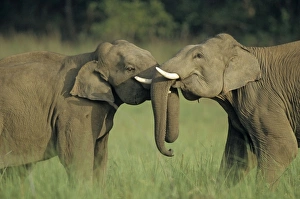 Indian / Asian Elephants play-fighting