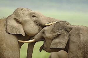 Images Dated 18th May 2007: Indian / Asian Elephants play fighting, Corbett National Park, Uttaranchal, India