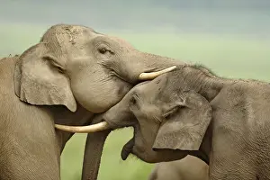 Indian / Asian Elephants play fighting, Corbett National Park, Uttaranchal, India
