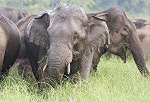 Images Dated 8th June 2008: Indian / Asian Elephants after the rain, Corbett National Park, India