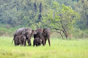 Images Dated 8th June 2008: Indian / Asian Elephants in the rain-soaked grassland, Corbett National Park, India