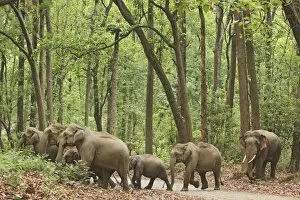 Images Dated 11th June 2008: Indian / Asian Elephants in the Sal forest