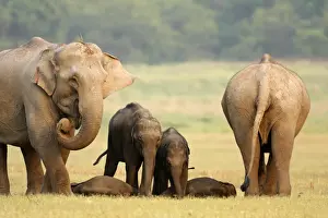Indian / Asian Elephants & sleeping calves, Corbett National Park, India