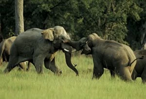 Images Dated 5th April 2005: Indian / Asian Elephants - Sparring Corbett National Park, India