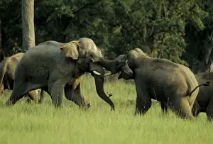 Charging Prints: Indian / Asian Elephants - Sparring Corbett National Park, India